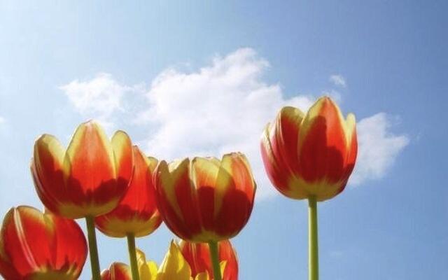 Tulips - Netherlands