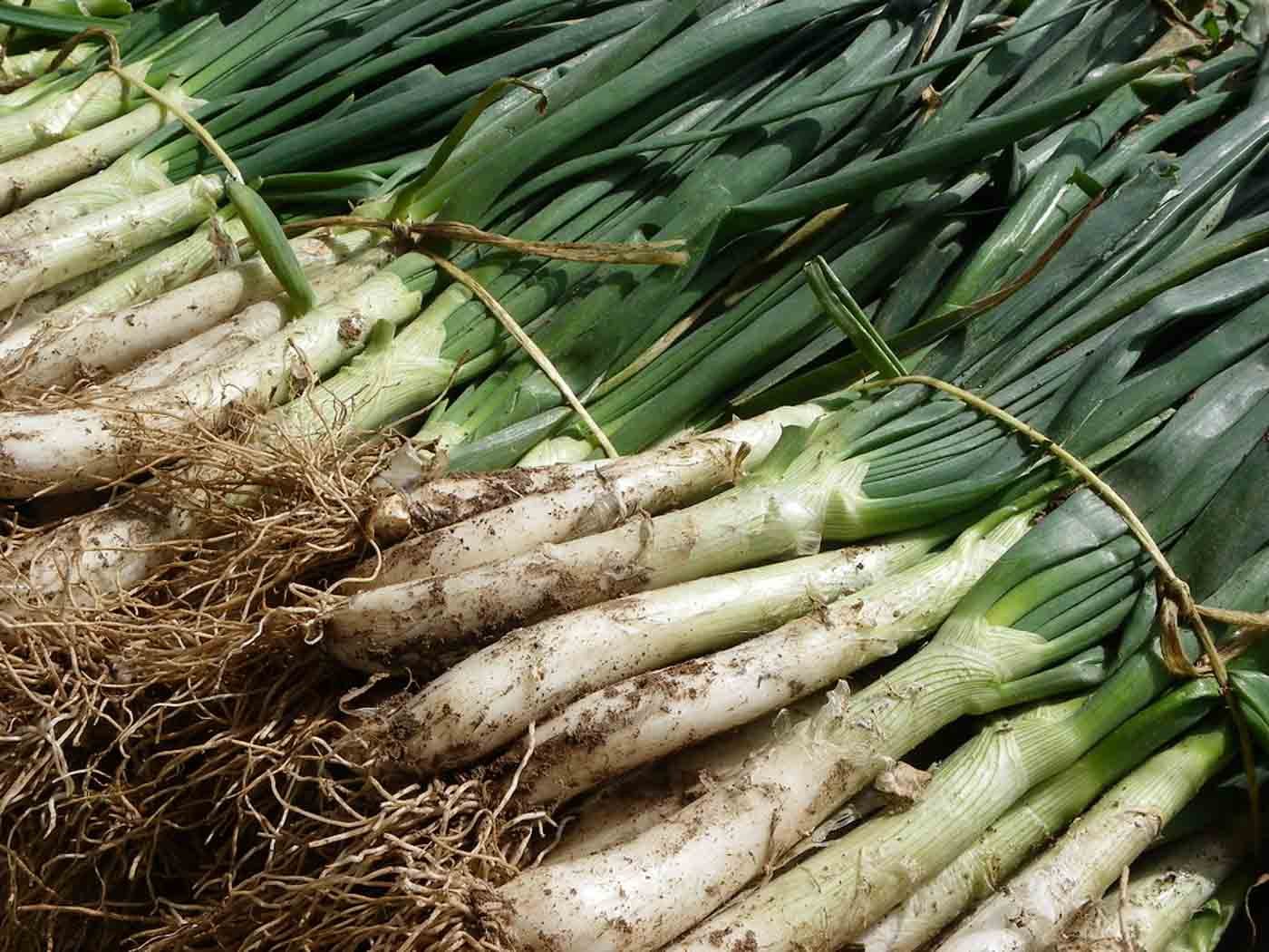 bundle_of_calçots_Barcelona