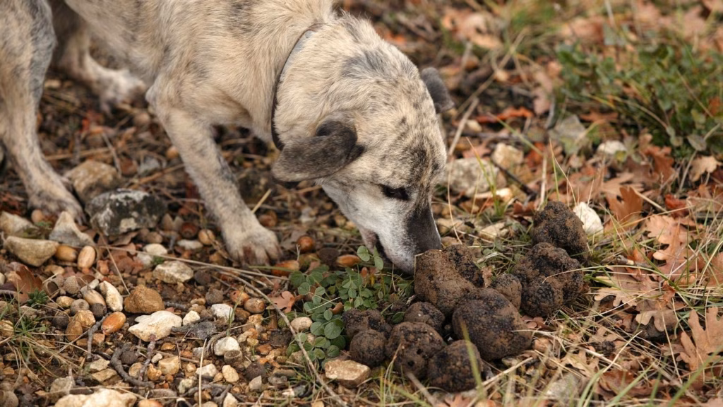 Truffle Dog